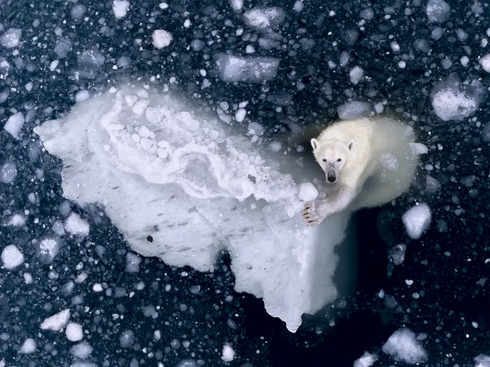 A polar bear puts one paw on an iceberg and looks up, making eye contact with the camera