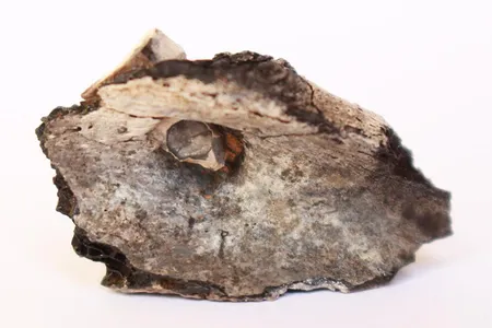 The charred shoulder blade of a young adult who was cremated in northern Israel some 9,000 years ago. The bone contains the embedded point of a flint projectile.
