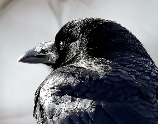 The elusive Crow thumbnail