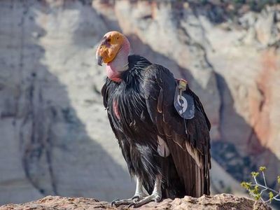 Condor 409, pictured here, is the mother of the 1000th condor born since a breeding program was launched to save the critically endangered species.
