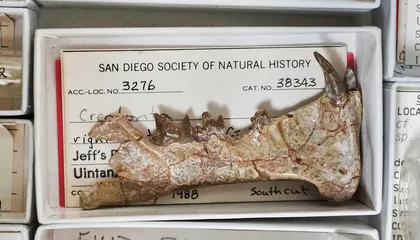 Paleontologists Uncover the Oldest Sabertoothed Predator