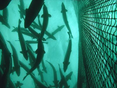 Salmon aquaculture often uses large nets like this one in a Salmon farm in Norway.