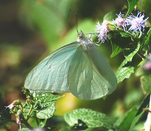 A Florida white butterfly on a flower