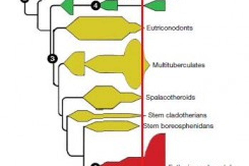20110520083206mammal-family-tree-245x300.jpg