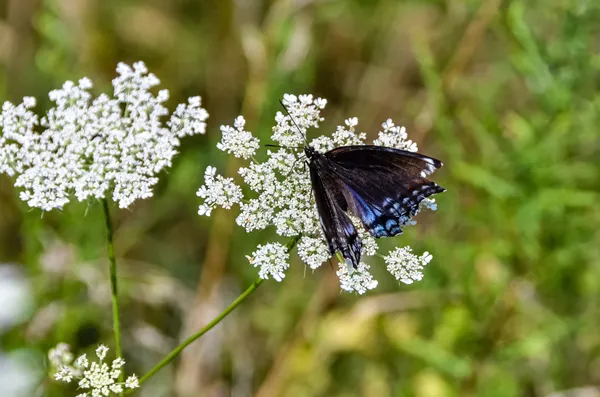 White Admiral In Westminster thumbnail