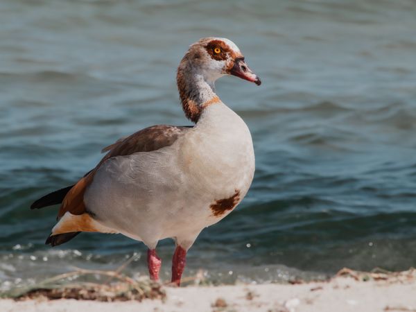Alopochen aegyptiaca resting during migration thumbnail