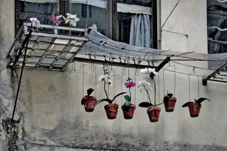 “I’d never go into a back alley in Berlin or Manhattan,” Wolf says. “It’s not like that at all here.” In this alley, a resident has found a creative use for coat hangers: to make hanging planters for orchids.
