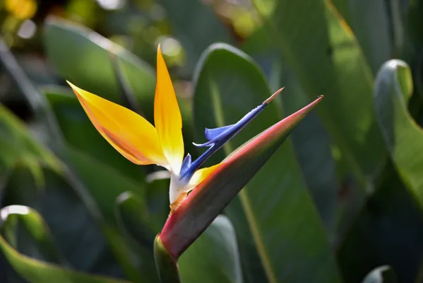 Bird of paradise flower thumbnail