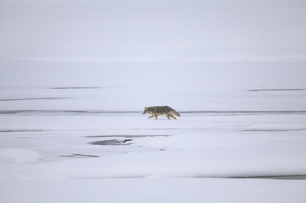 A coyote walks along the Yellowstone River in a snowy frozen landscape. thumbnail