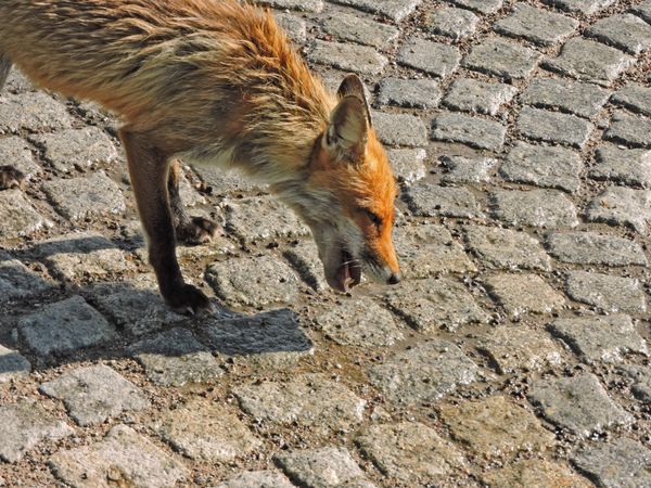 A fox in a small town thumbnail