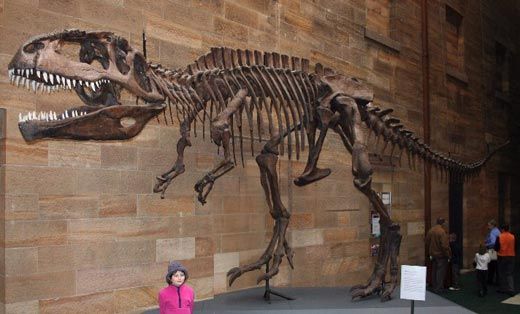 20110520083117giganotosaurus_austmus_email.jpg