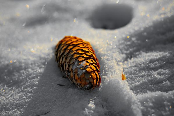 Spruce cone in the snow. thumbnail
