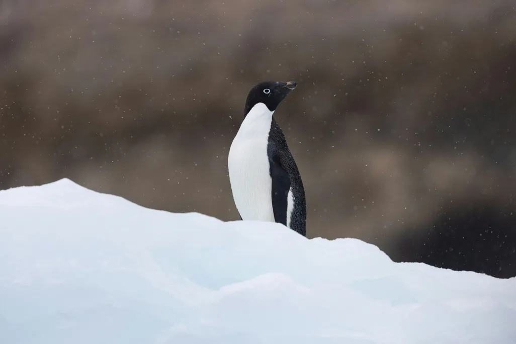 a penguin