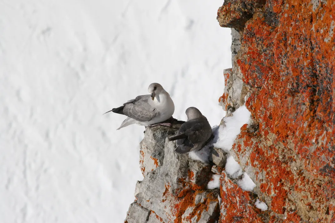 Seabirds Are Dumping Pollution-Laden Poop Back on Land