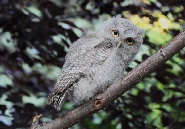 Owl in tree thumbnail