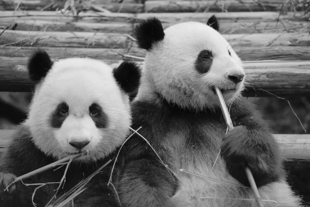 Pandas chomping on bamboo