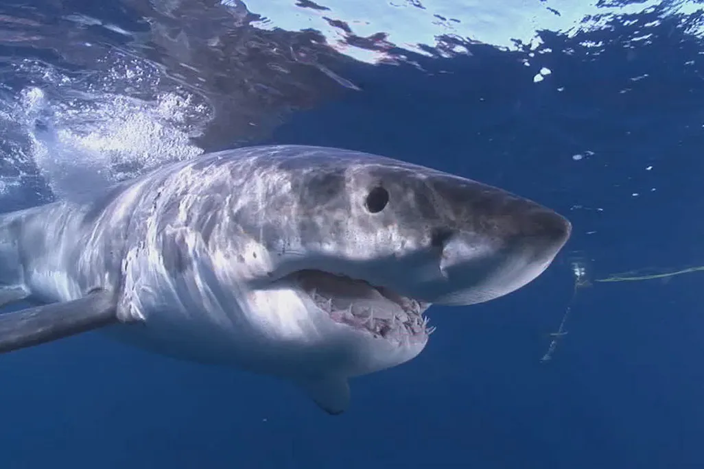 Great white shark