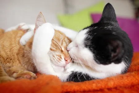 Contrary to researchers&#39; expectations,&nbsp;cats with higher levels of the hormone oxytocin displayed fewer bonding behaviors than those with lower levels.&nbsp;