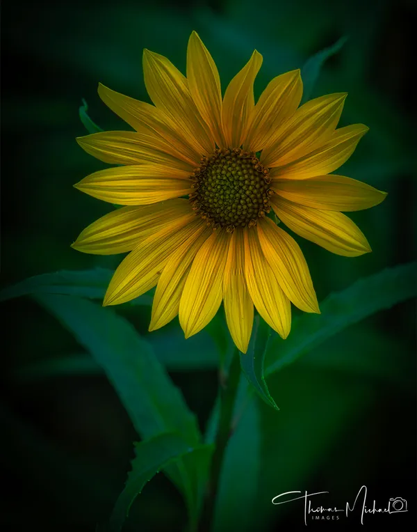 False Sunflower thumbnail