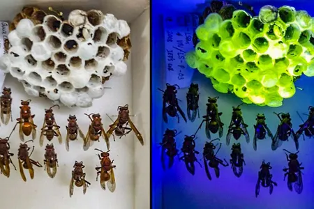 Asian paper wasp nests take on a new verdant glow under ultraviolet light.