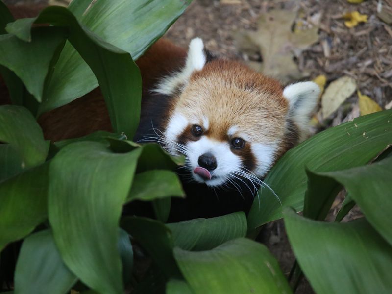 peek a boo panda roo