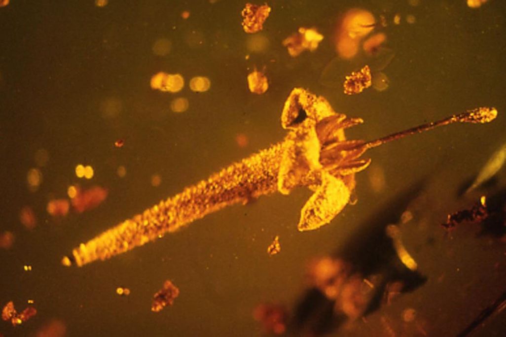 Flower in amber