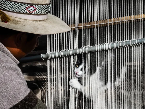 The Weaver's Cat thumbnail