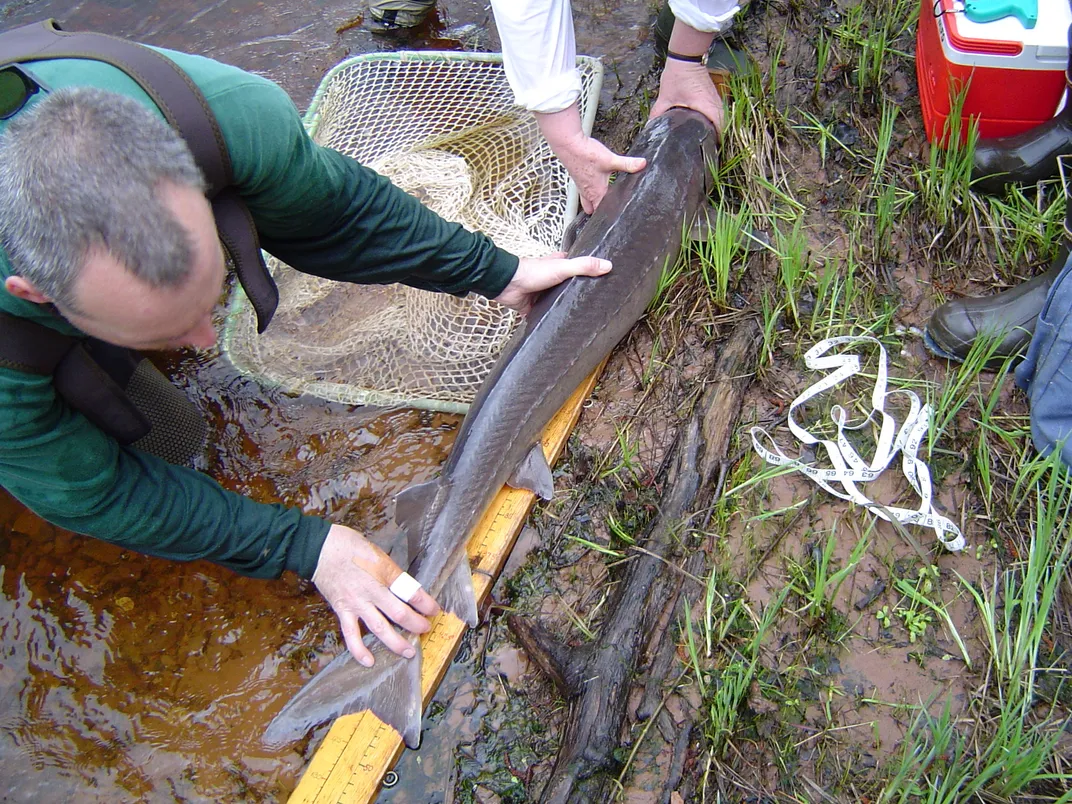 on the edge of a river, researchers measure the size of a small lake sturgeon