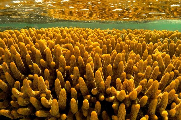 Staghorn coral reef