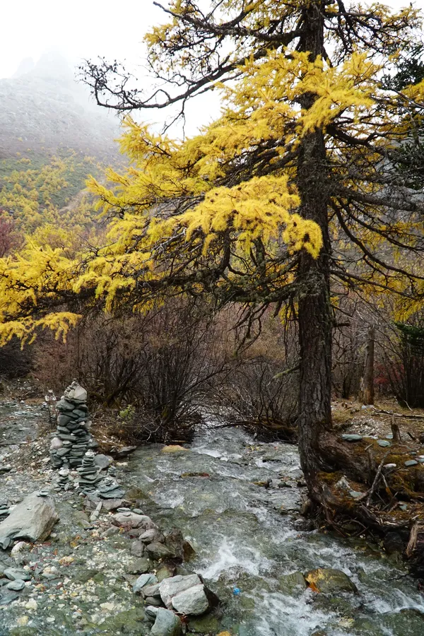 Autumn in the forest thumbnail