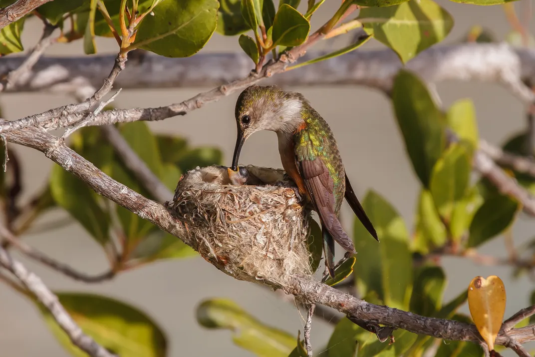 Bahama Woodstar Hummingbird feeding her baby. | Smithsonian Photo ...