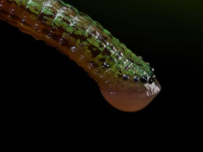 A leech found in Vietnam