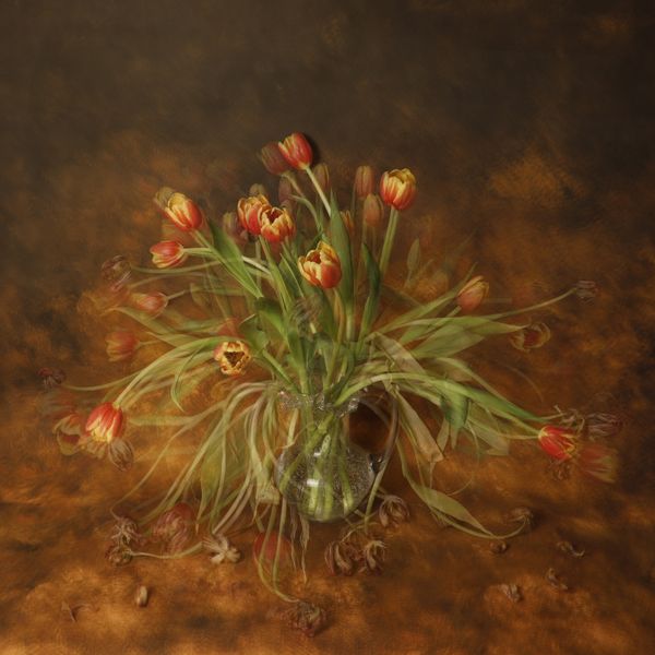 Life in 65 Photos: Tulips thumbnail