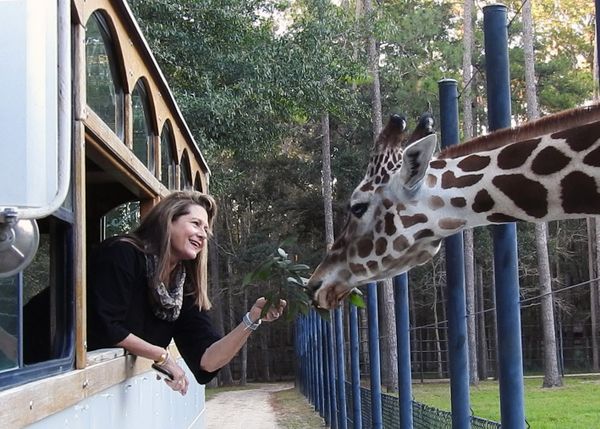 Meeting my Giraffe friend at White Oaks Conservancy thumbnail