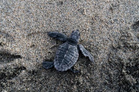 Loggerhead Sea Turtle.jpg