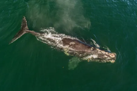A North Atlantic right whale rests at the ocean’s surface. With an estimated 100 reproductive females remaining, the species could be unable to reproduce naturally in 20 years.
