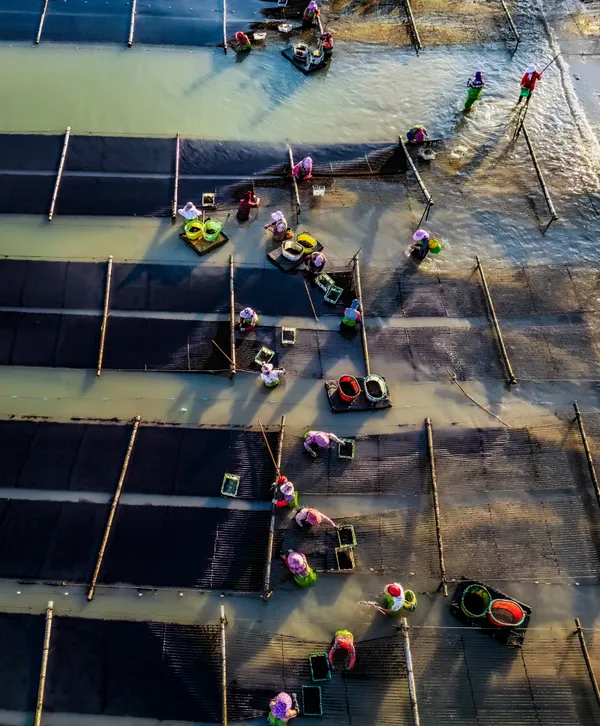 Thousand acres of seaweed harvest thumbnail
