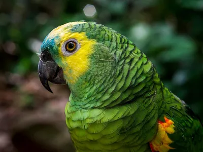 The blue-fronted Amazon parrot lives up to 66 years in the wild. 