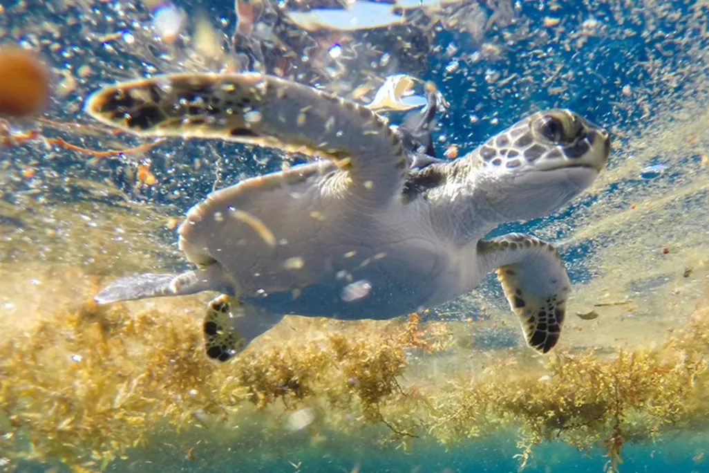 young green sea turtle
