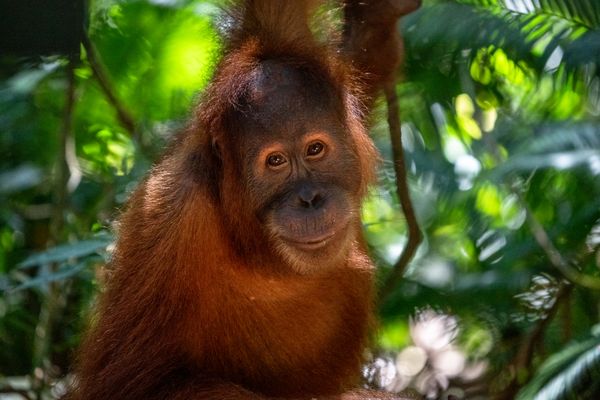 The Happy Orangutan thumbnail