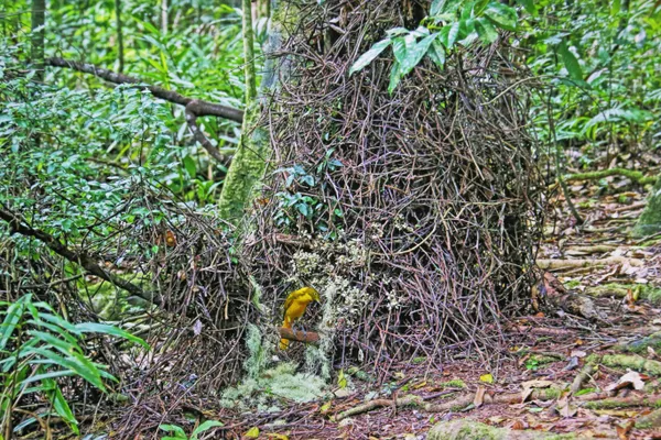 Golden bowerbird the master builder thumbnail