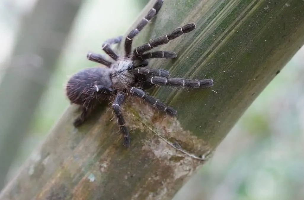 The black and white tarantula Taksinus bambus on a bamboo stalk