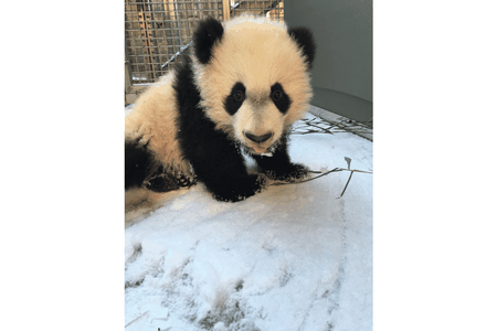 Bei Bei had his first introduction to snow Jan. 21, 2016. 