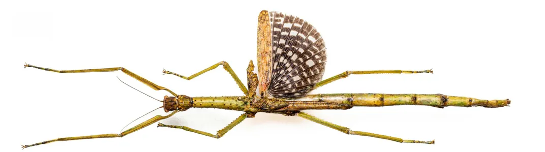 a stick insect with wings spread out