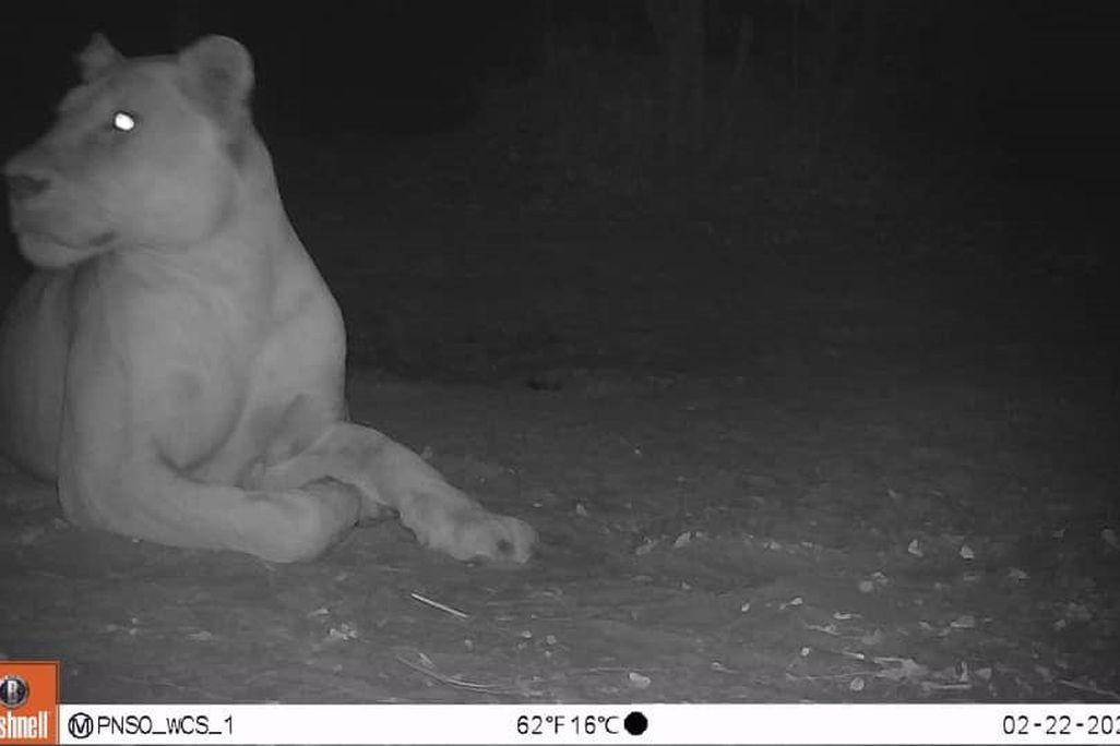 Black and white image of lioness lounging in the ground