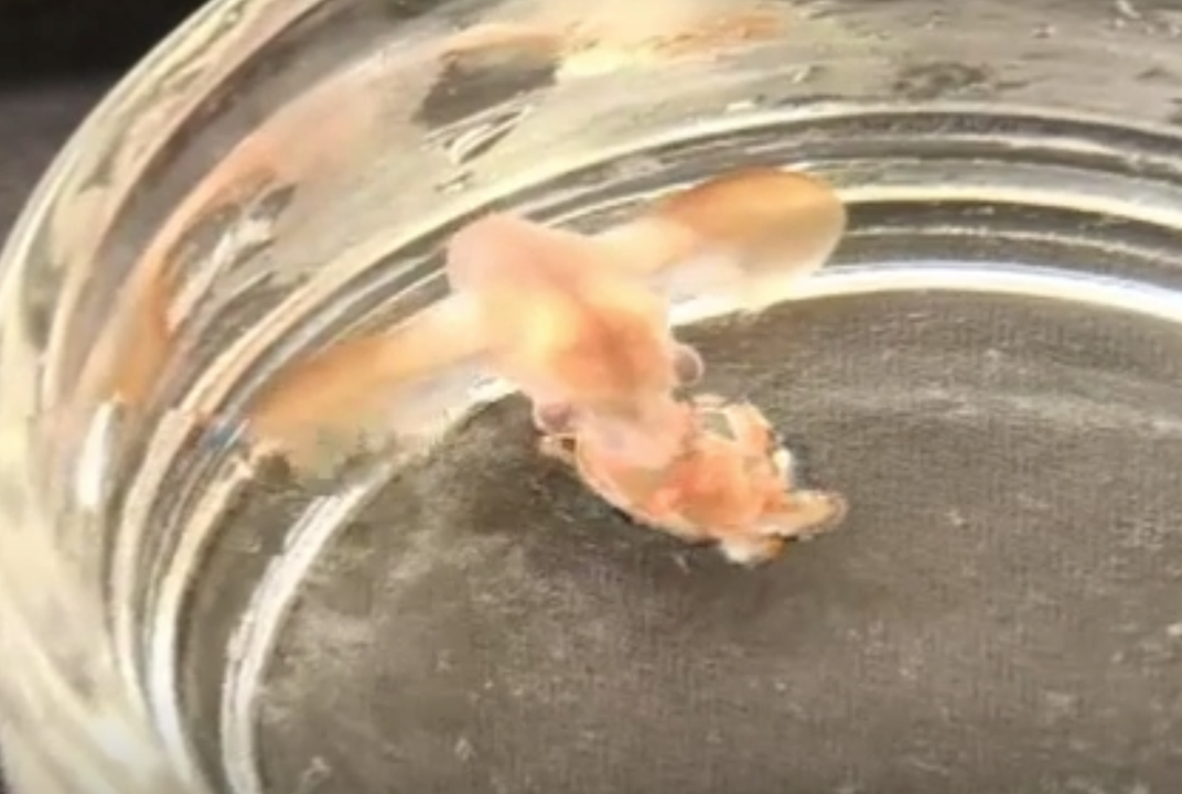 First Video Of Baby Dumbo Octopus Shows They Re Fully Formed From Birth Smart News Smithsonian Magazine