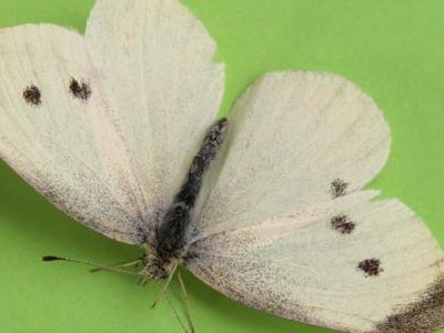 A study shows that cabbage white butterflies with their hindwings removed could fly as far and as high as before.