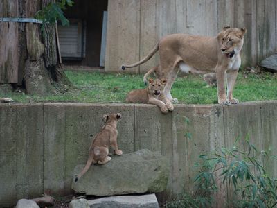 Lion cubs at the National Zoo.

