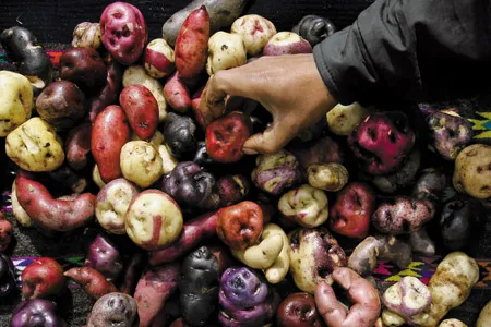 Although the potato is now associated with industrial-scale monoculture, the International Potato Center in Peru has preserved almost 5,000 varieties.