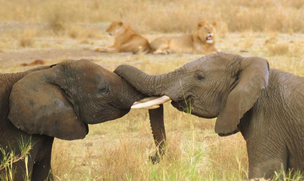 elephant.jpg